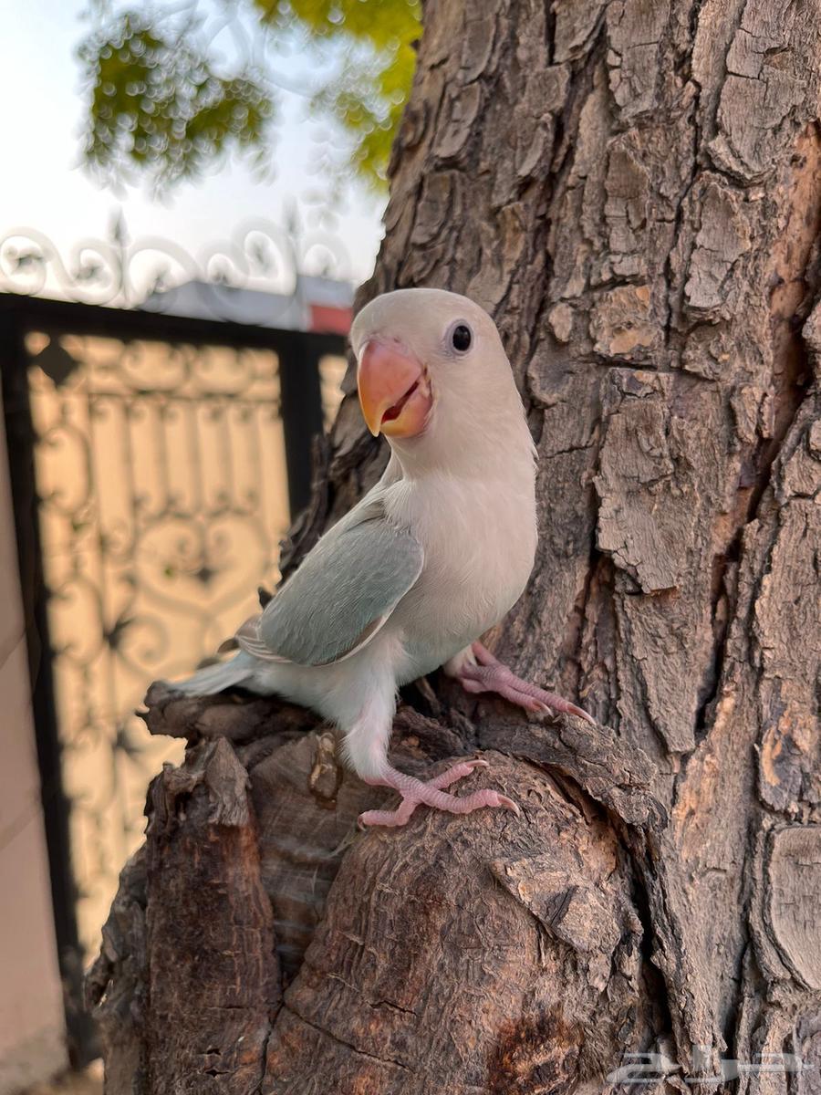 روز هدد خارجي64371599600259110