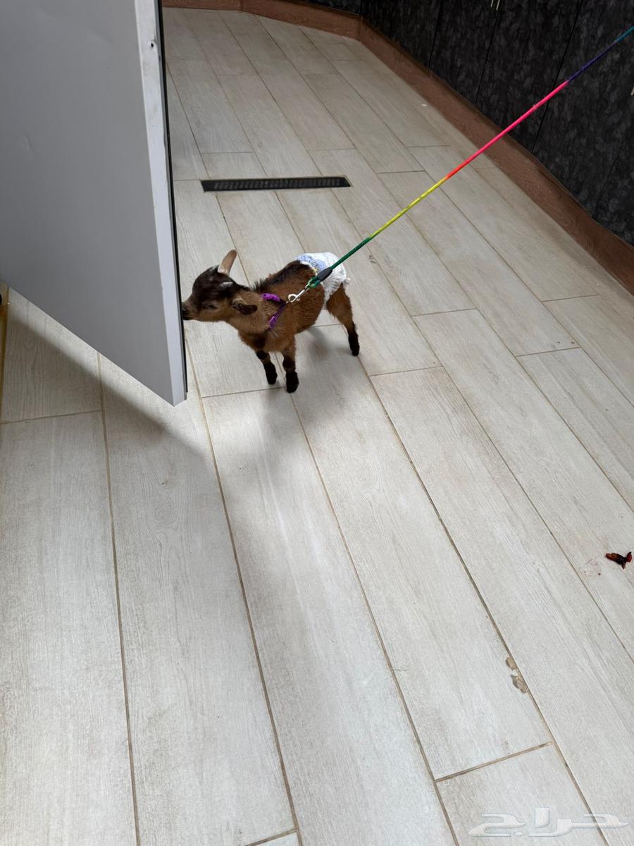 Dwarf goat64371263749633113