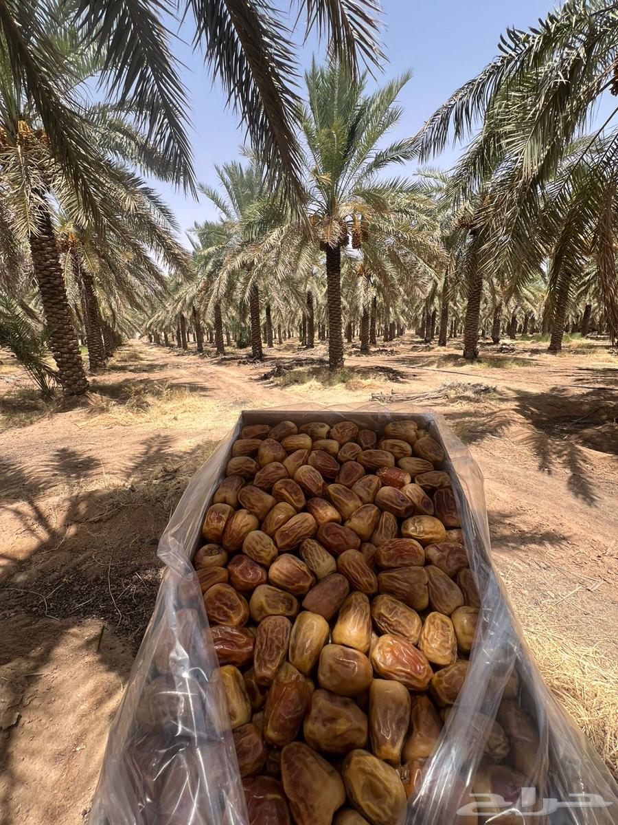 Sukkari Dates, Mashallah, Produced by Tayyib64376584835586110