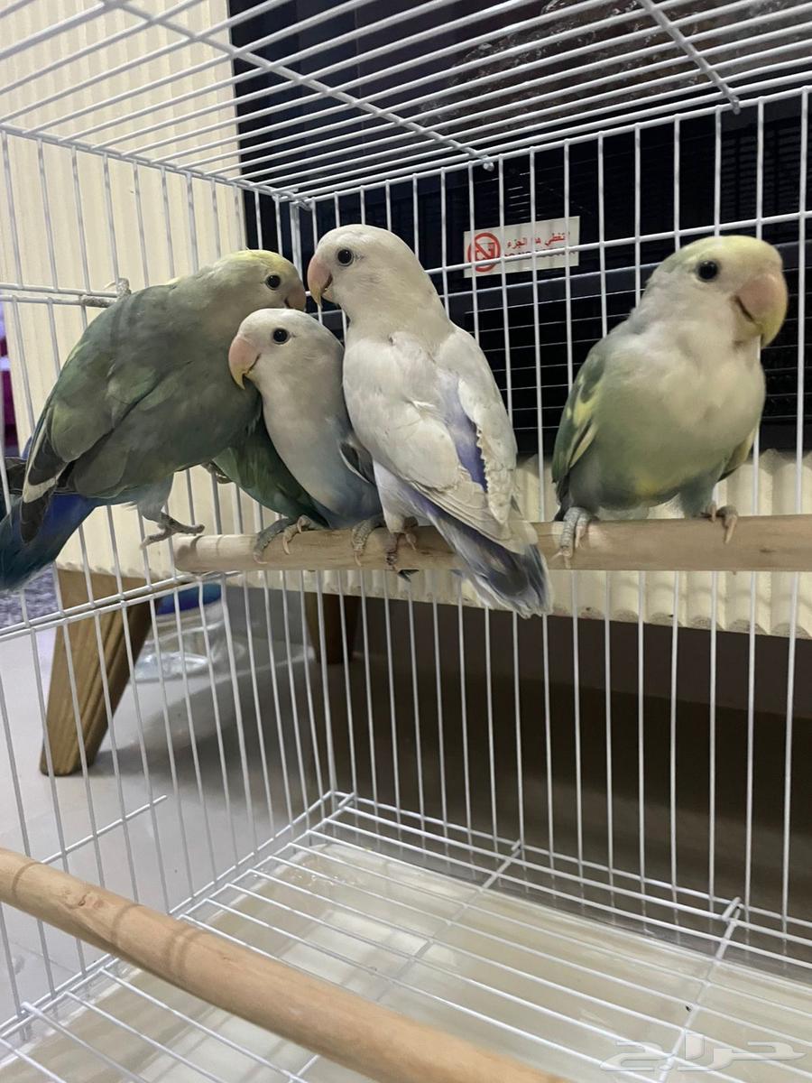 Daily Chicks64372741104769114