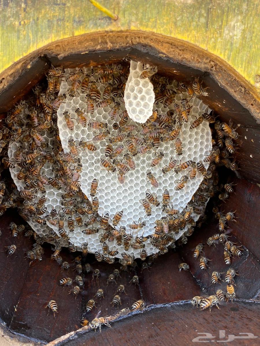 Local bees for sale, new combs and frame combs64365865357953111