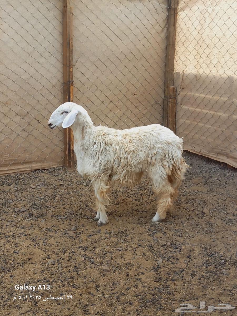 رخل للبيع64372375231362114