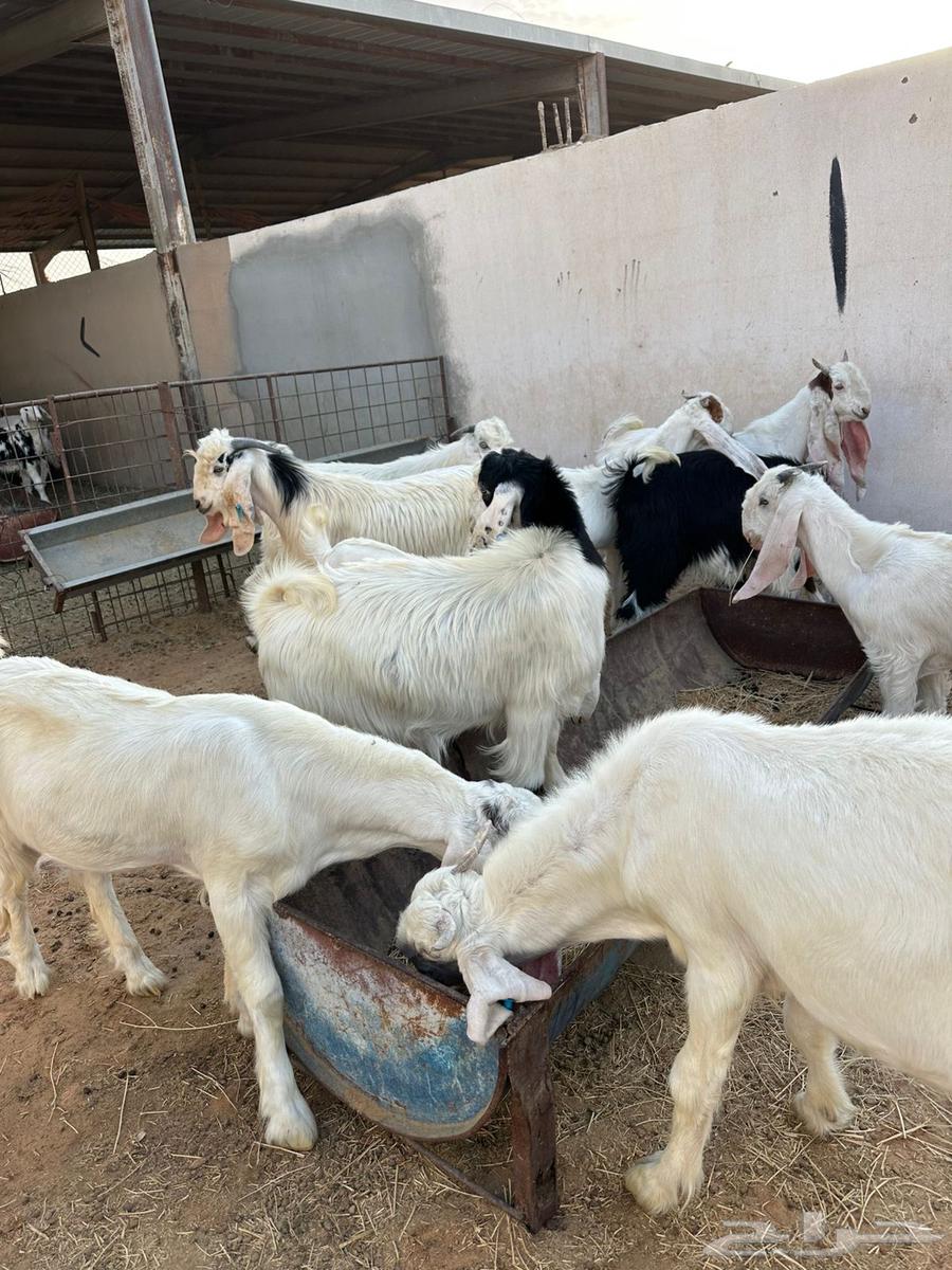 Tios64364640035329114