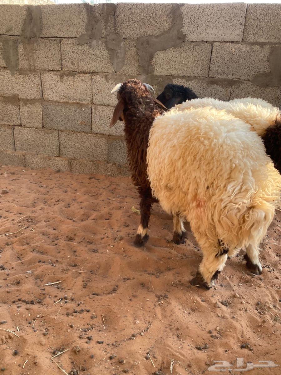 نعيمي هرافى للبيع64372594239107110