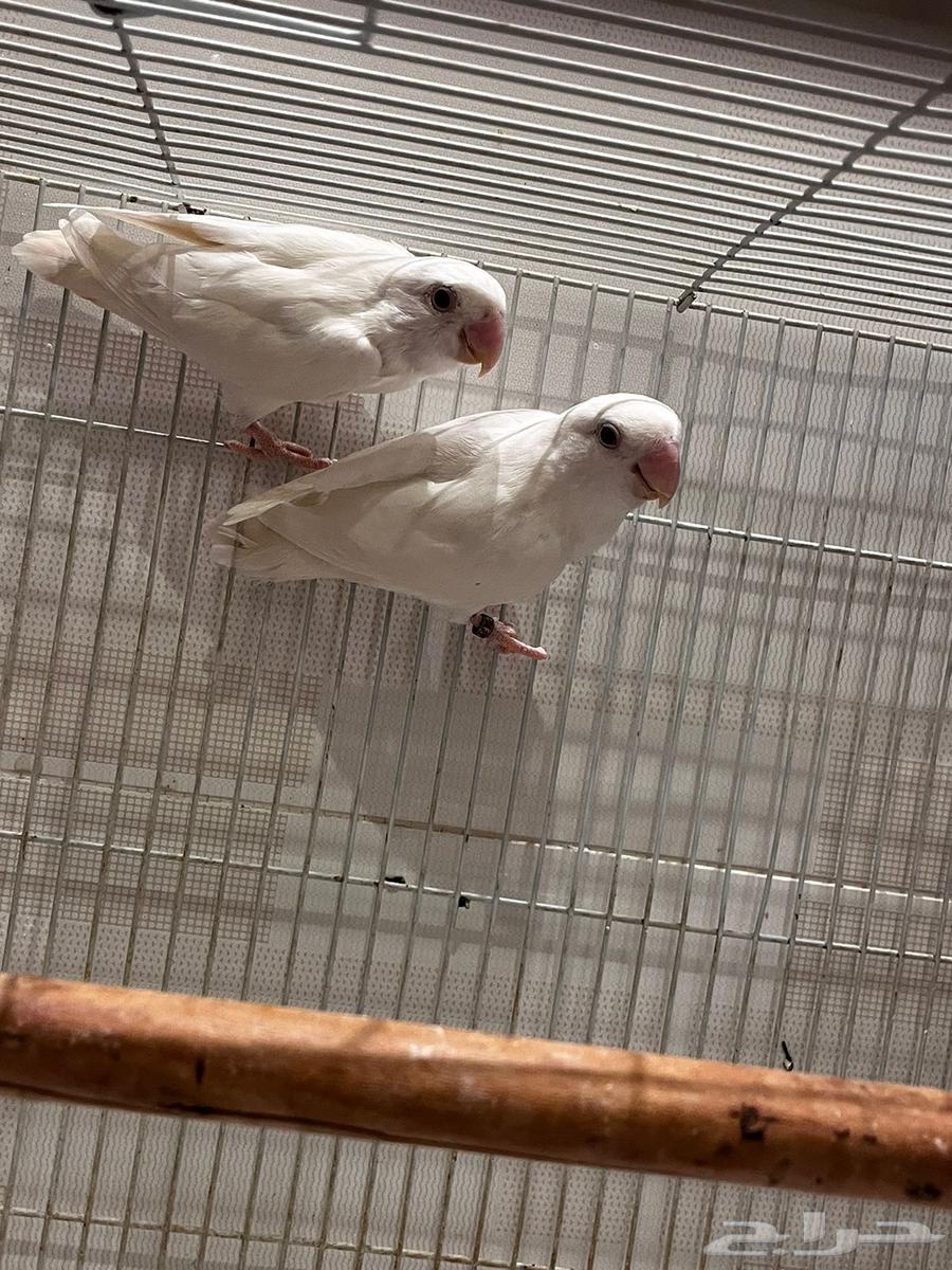 ازواج روز البينو منتجه64371847454210111