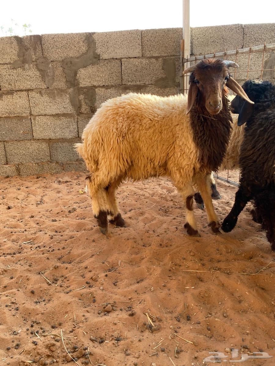 نعيمي هرافى للبيع64372594239107111