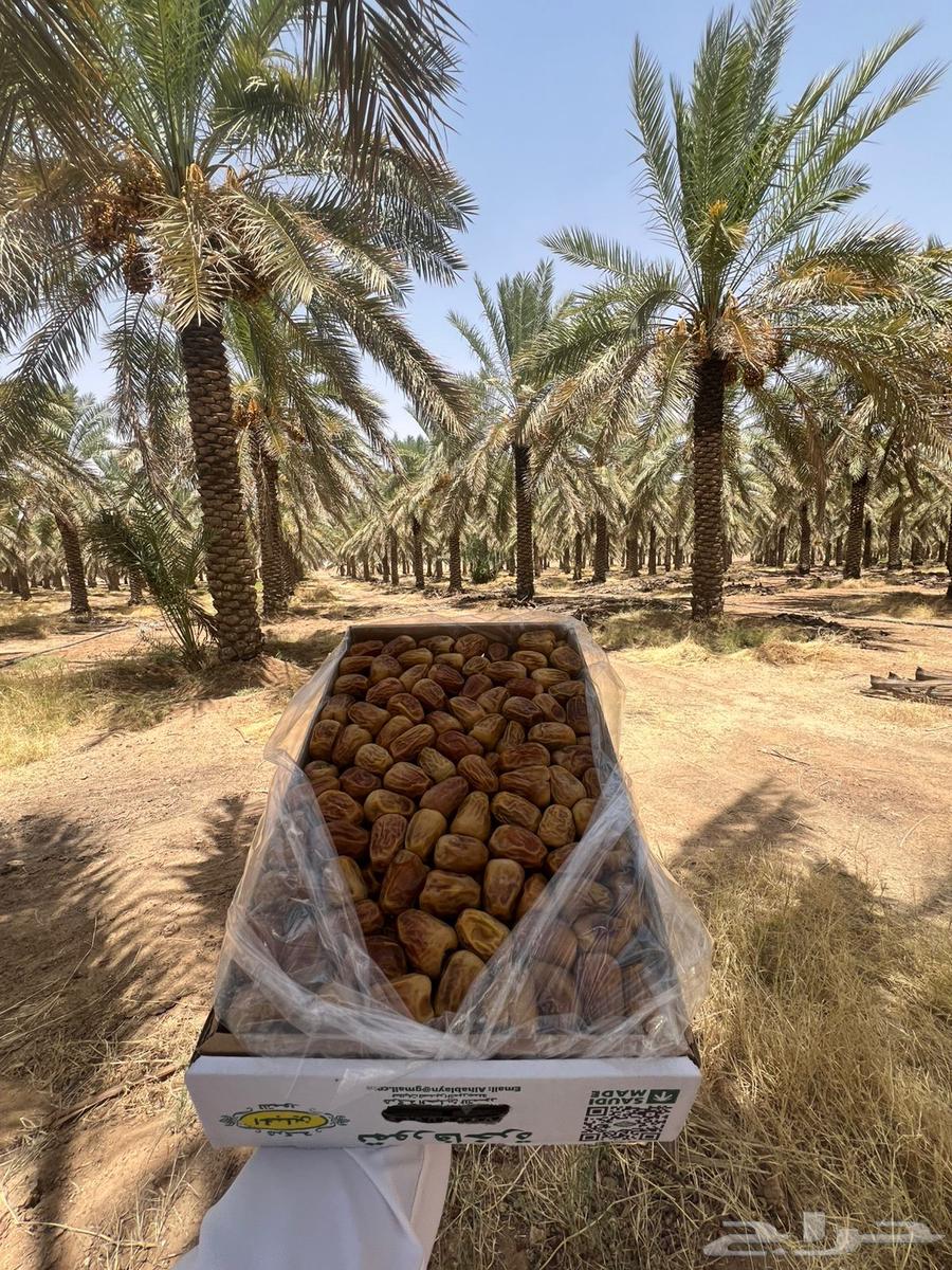 Sukkari Dates, Mashallah, Produced by Tayyib64376584835586111