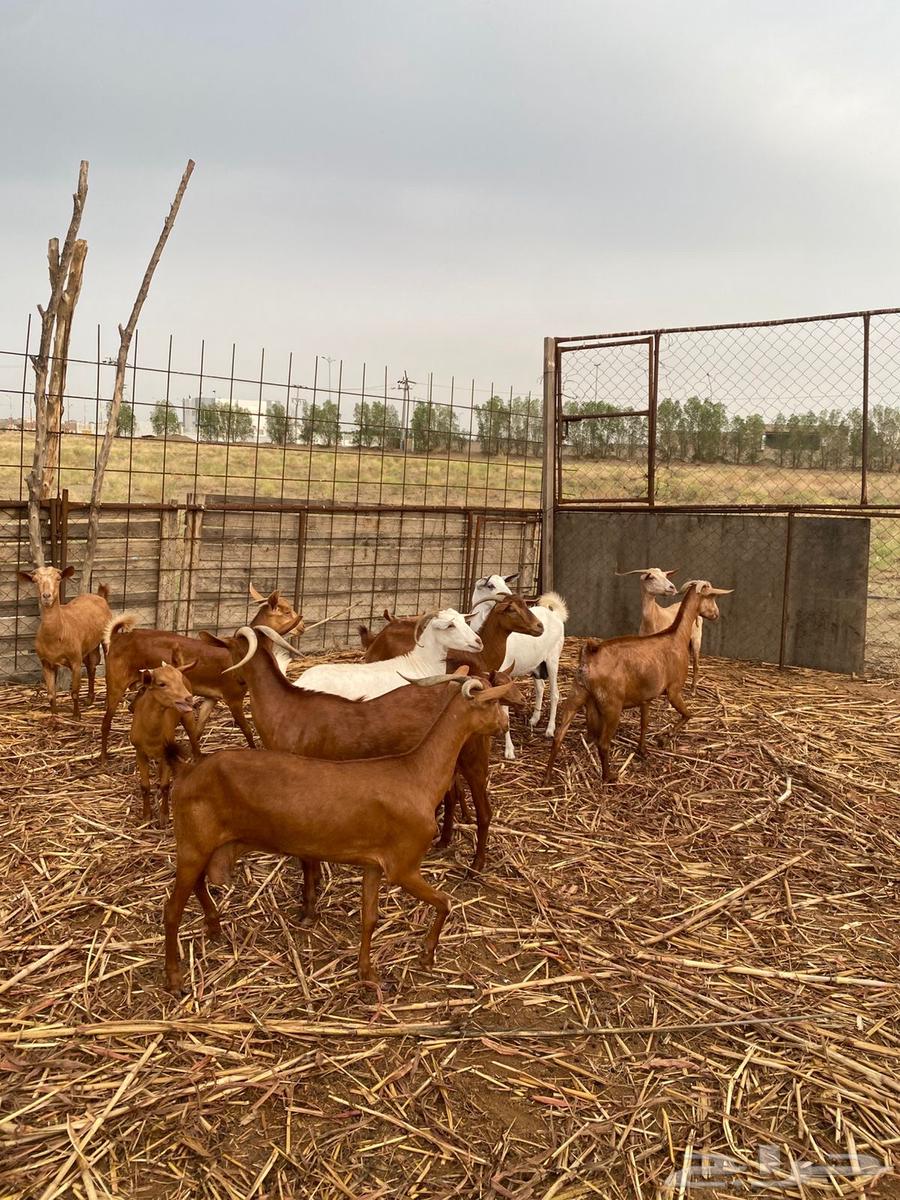 غنم للبيع64371191345154112