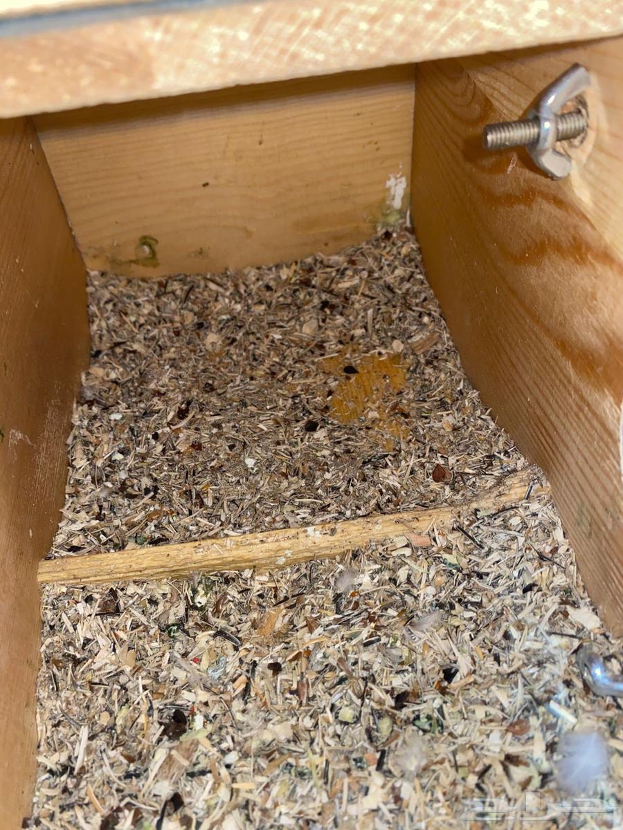 ببغاء روز64371220285570112