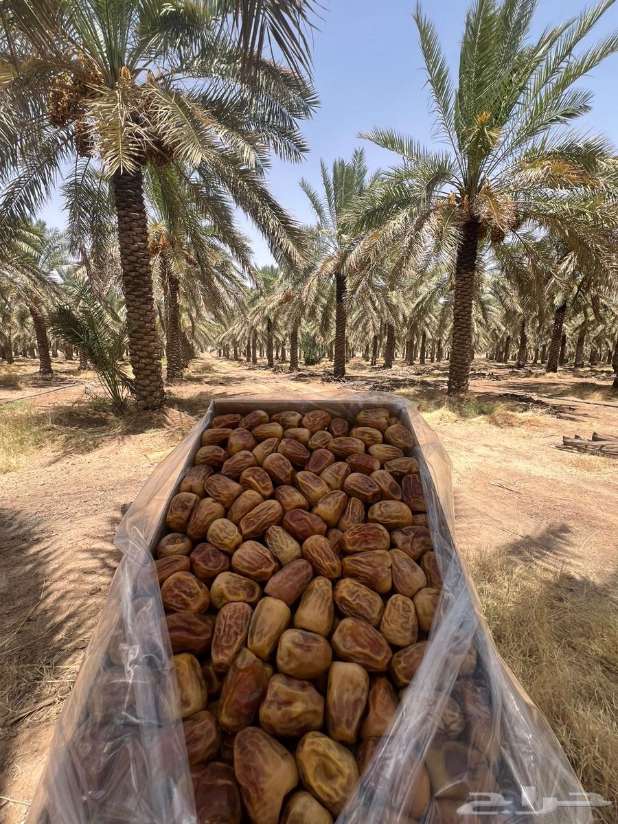 Sukkari Dates, Mashallah, Produced by Tayyib64376584835586114
