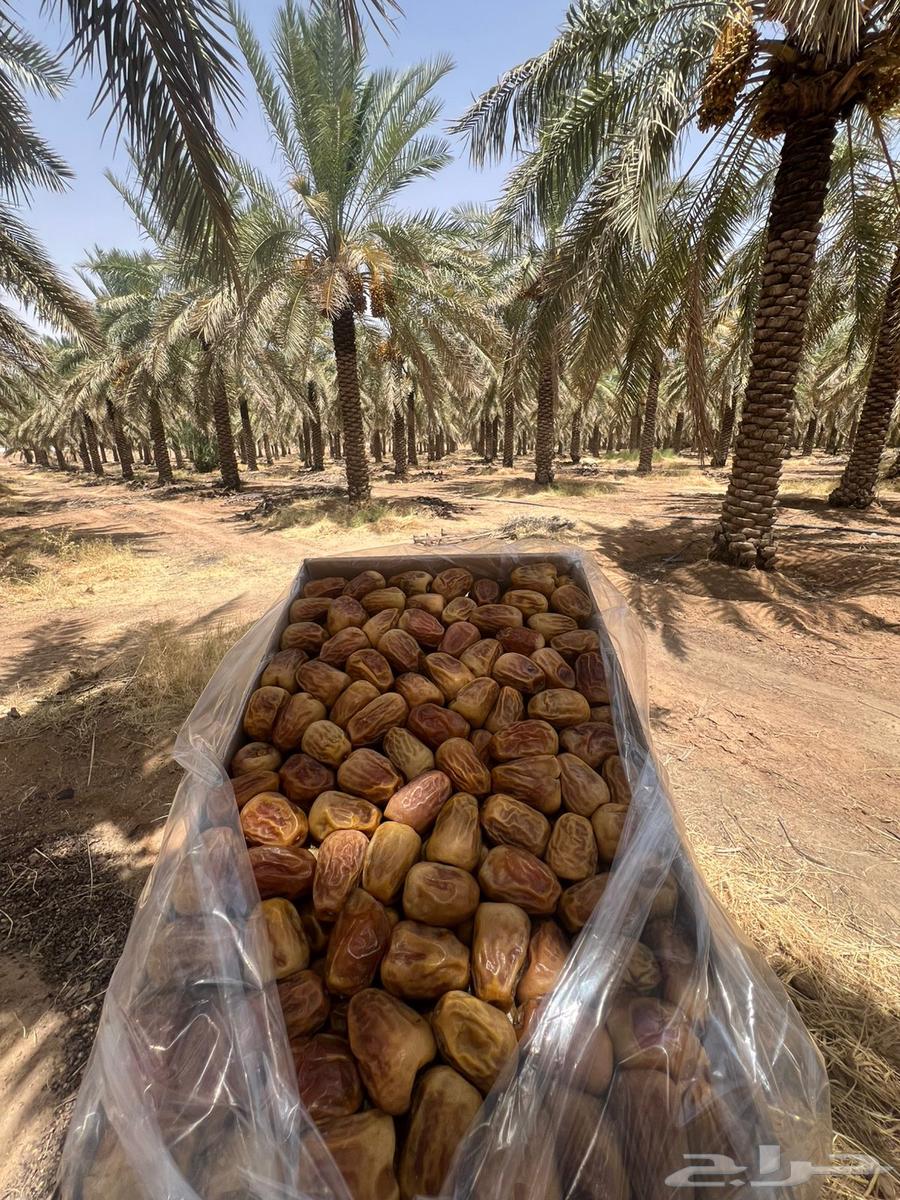 Sukkari Dates, Mashallah, Produced by Tayyib64376584835586112