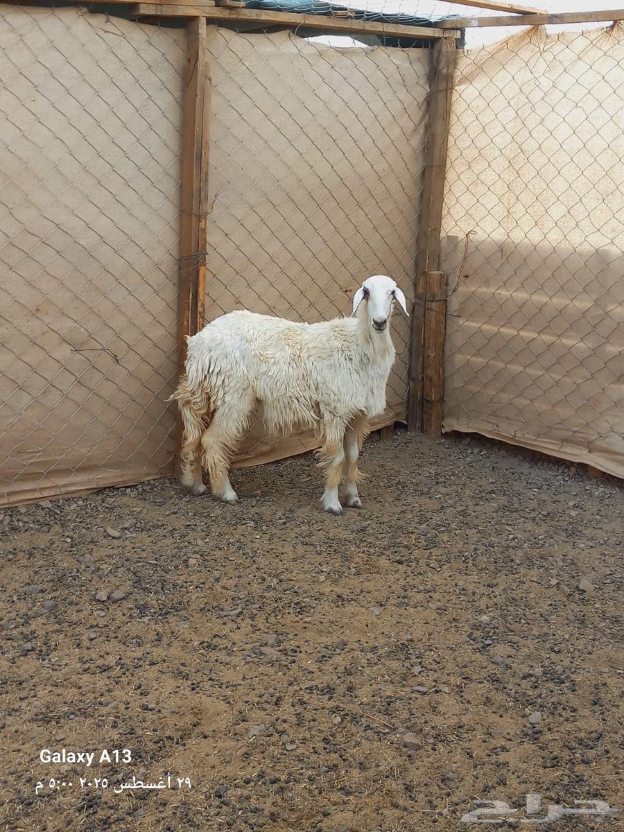 رخل للبيع64372375231362112