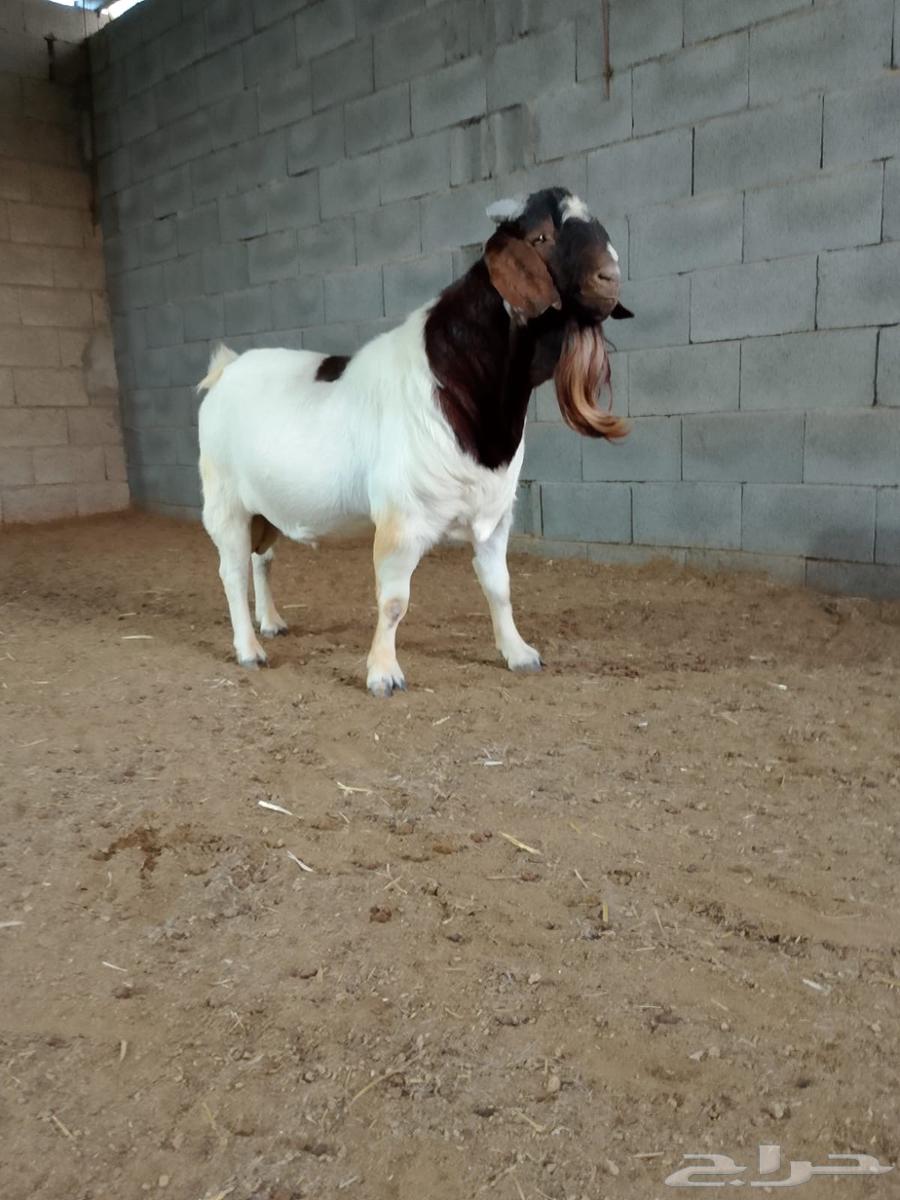 تيس بورقوت فاخر دم نقي64375437910145110