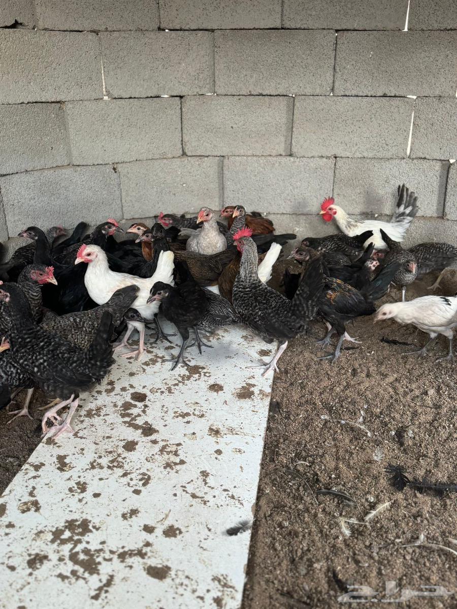 صوص للبيع العمر 3 اشهر64374568862978112