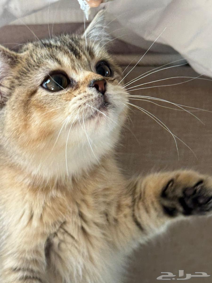 قط للبيع64373950009347112