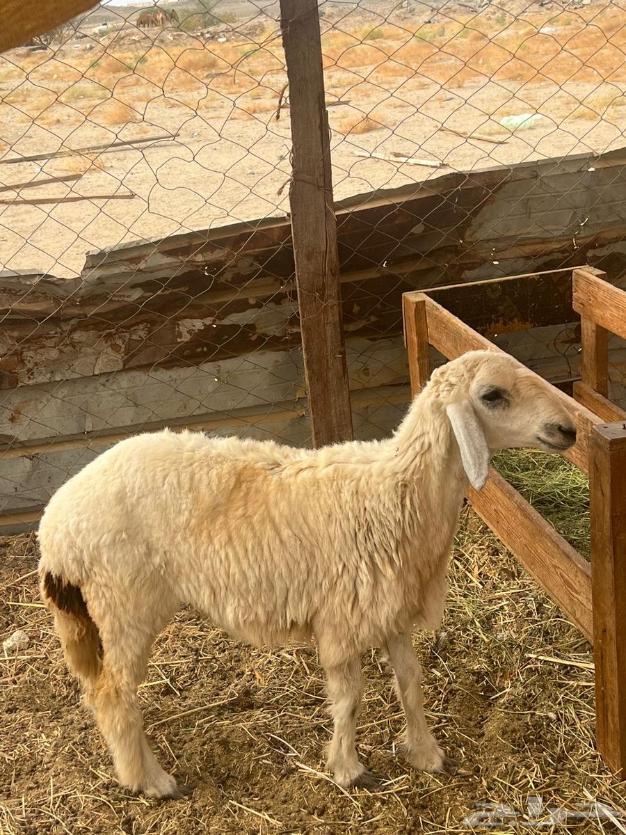 رخل حرية. تم البيع64367391723393110