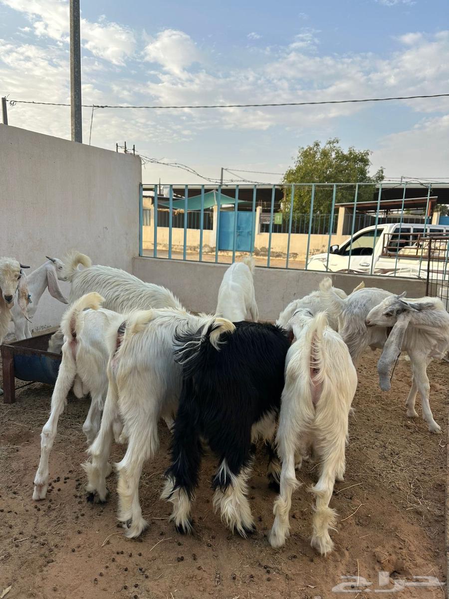 Tios64364640035329113