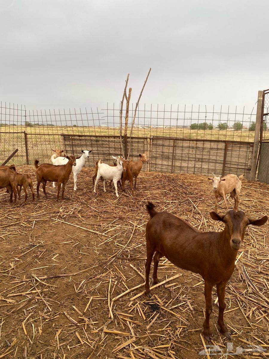 غنم للبيع64371191345154111