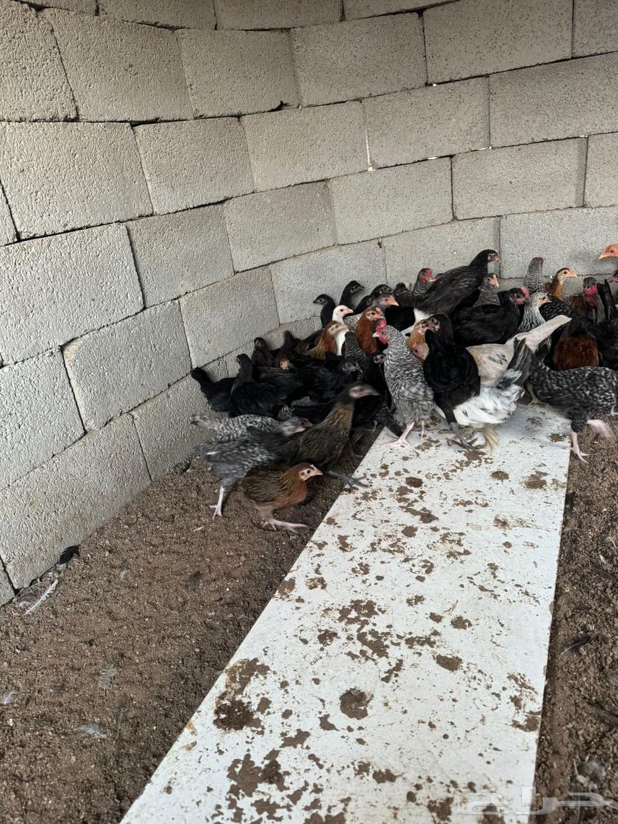 صوص للبيع العمر 3 اشهر64374568862978114