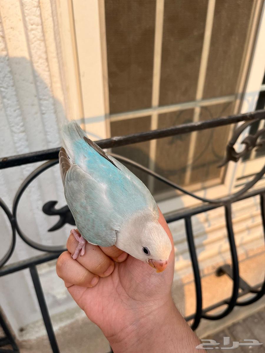 روز هدد خارجي64371599600259112