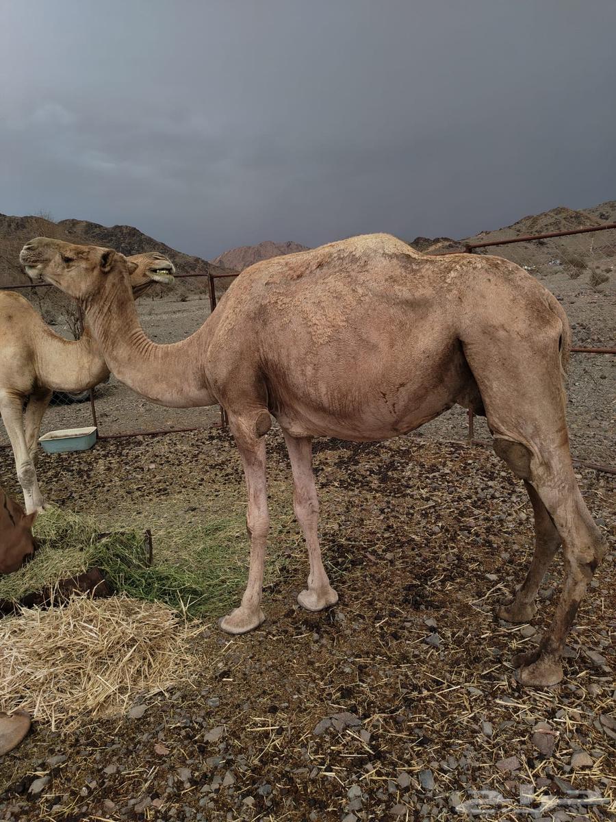 للبيع ناقة64375902148482110