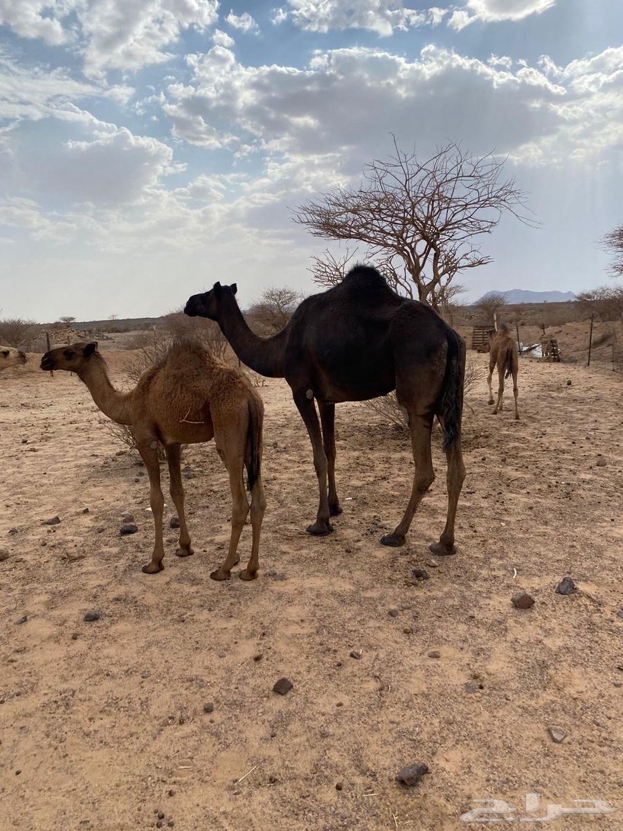 نياق للبيع64377167591683110