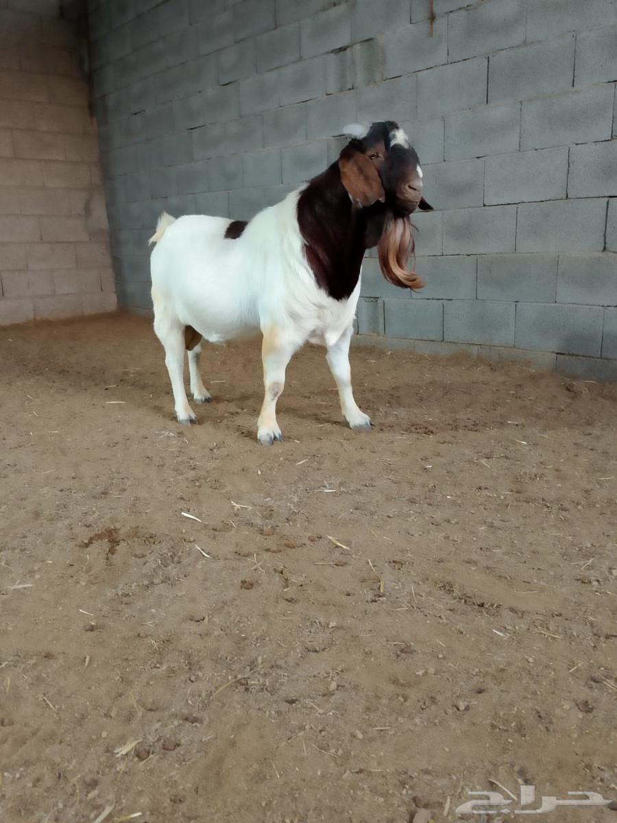 تيس بورقوت فاخر دم نقي64375437910145113