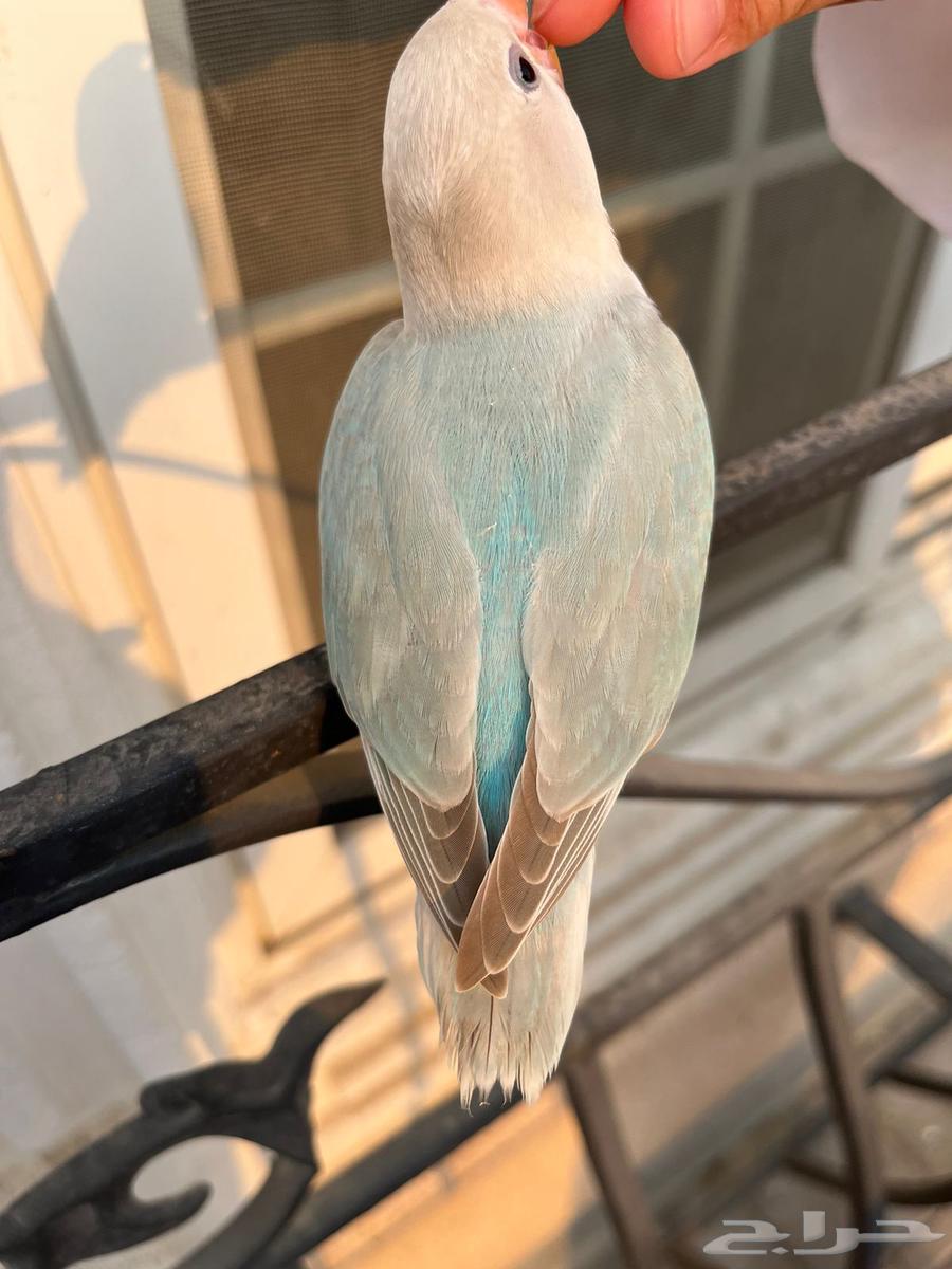 روز هدد خارجي64371599600259111