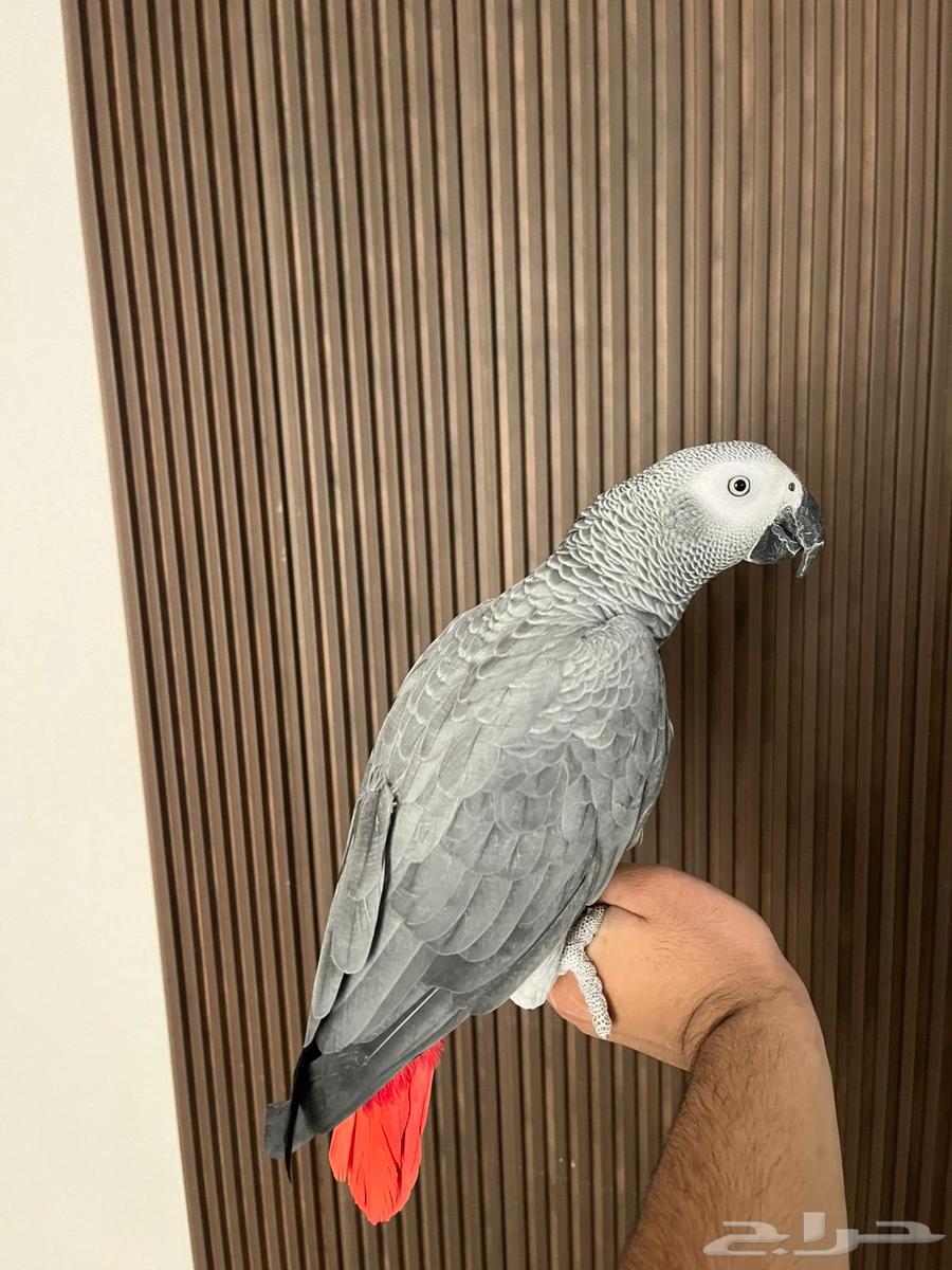 Smart Talking Helmet64366834326402111