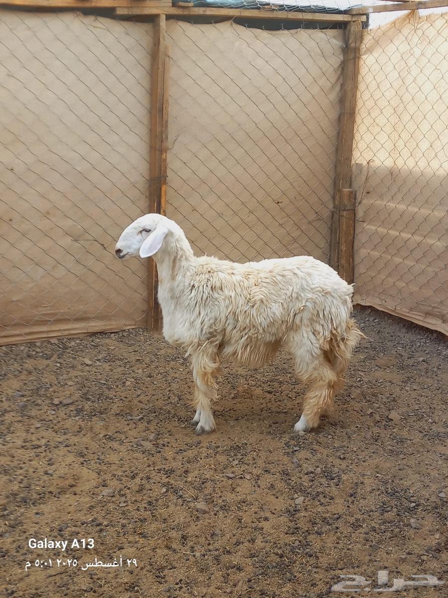 رخل للبيع64372375231362111