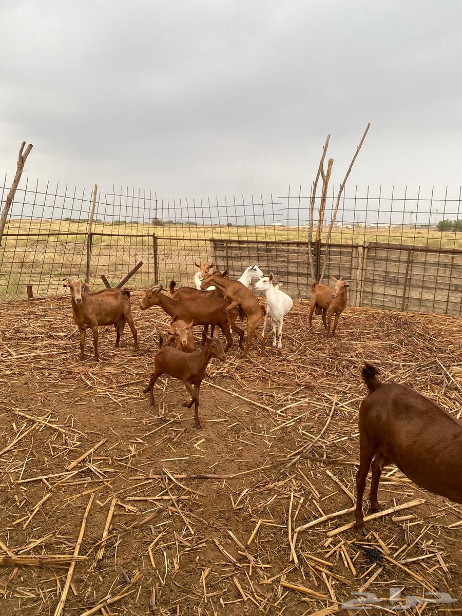 غنم للبيع64371191345154110