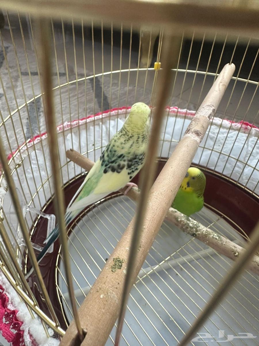 طيور حب للبيع64365806617217111