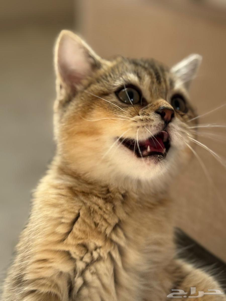 قط للبيع64373950009347110