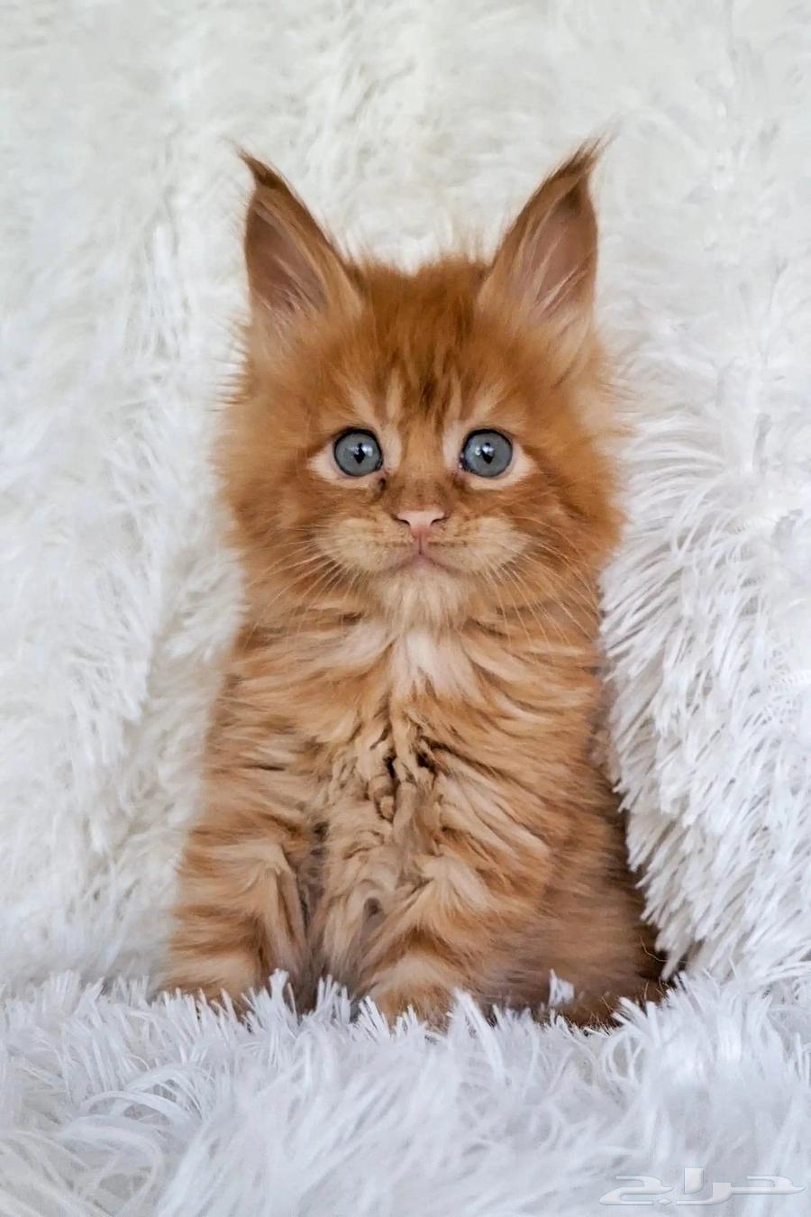 قطط ماين كون للبيع64363279442306114
