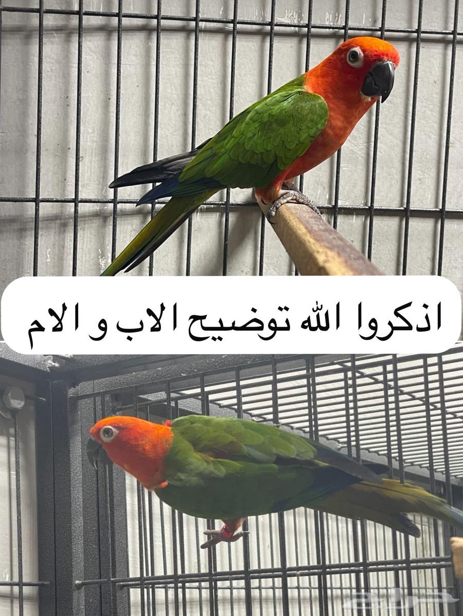 لأهل النوادر فروخ جنداي كنيور رد فاكتور64372945671554111