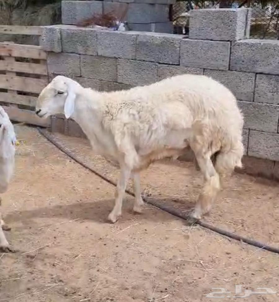 两名优质意大利人64368791370243111