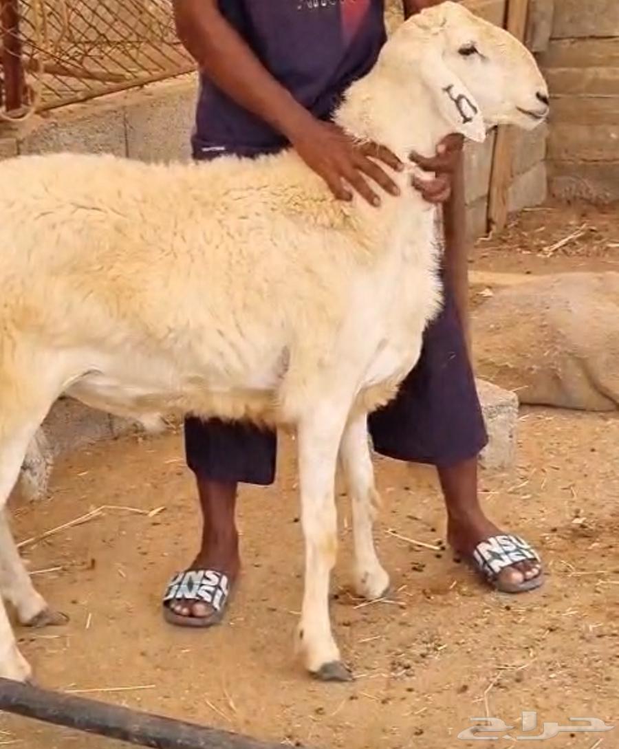 两名优质意大利人64368791370243112