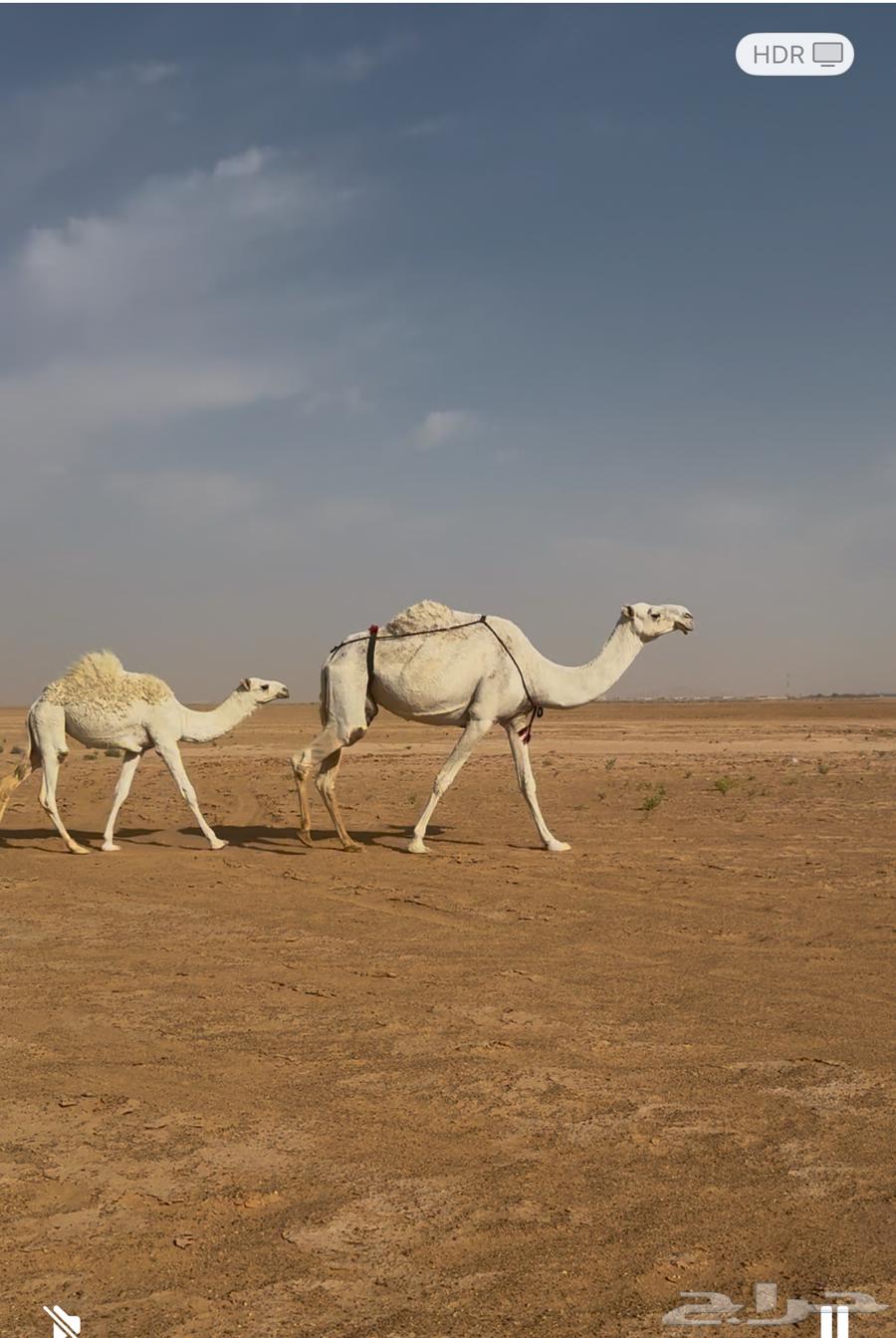 للبيع عشاير العدد ثنتين وخفوت64367988818433110