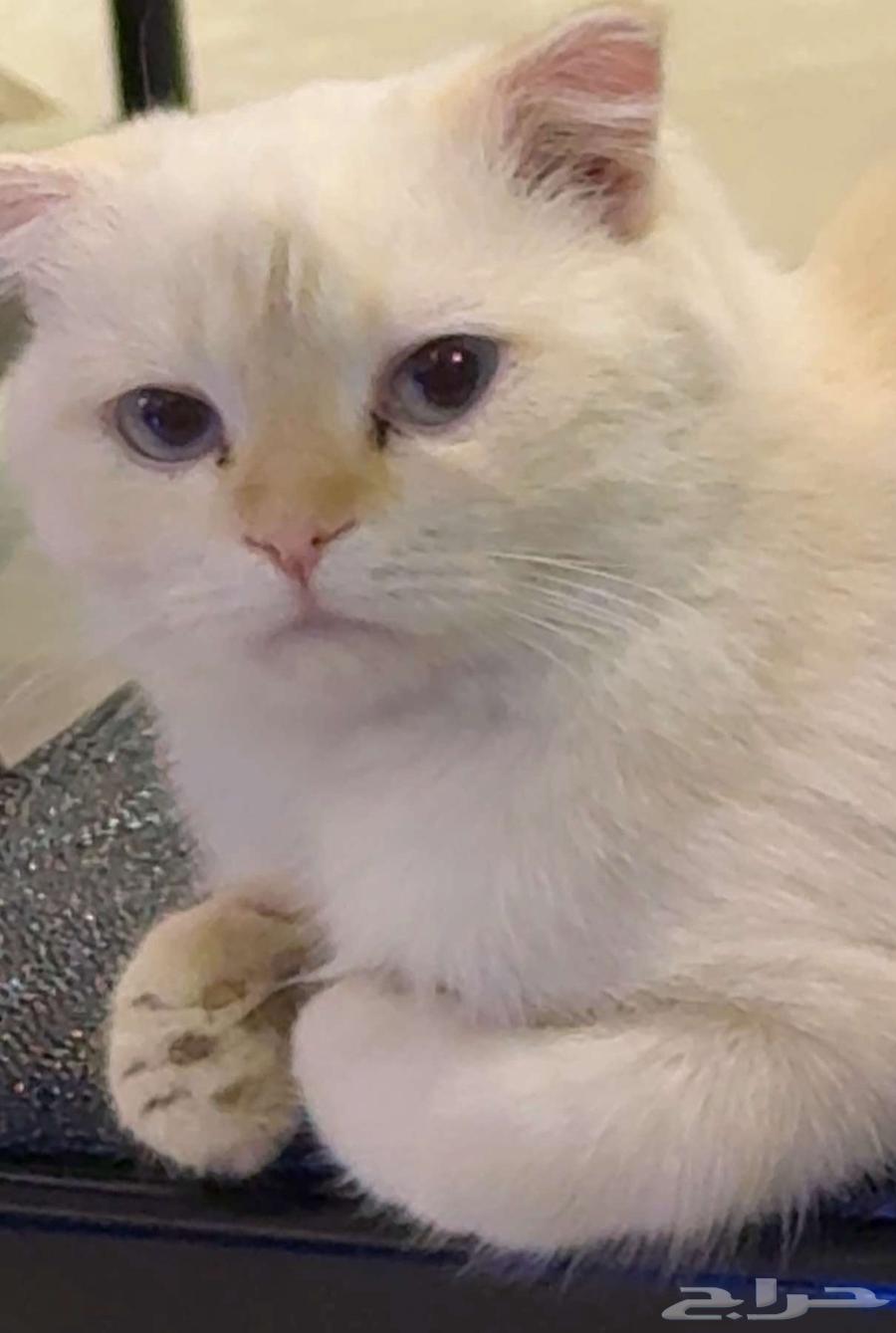 للبيع قطط كتن وكبار سكوتش64368747595649111