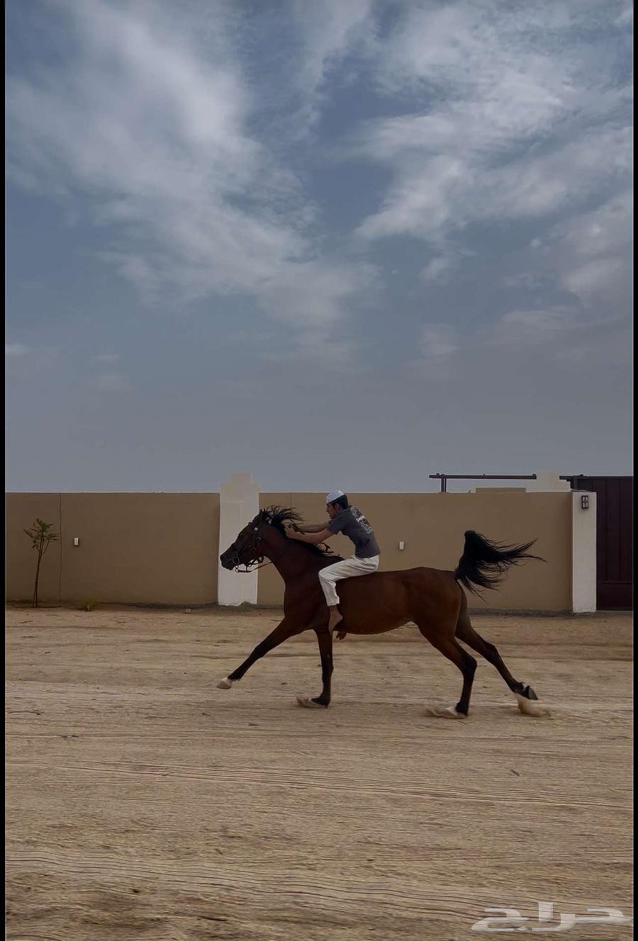 حصان شعبي سبوق64376124756866111