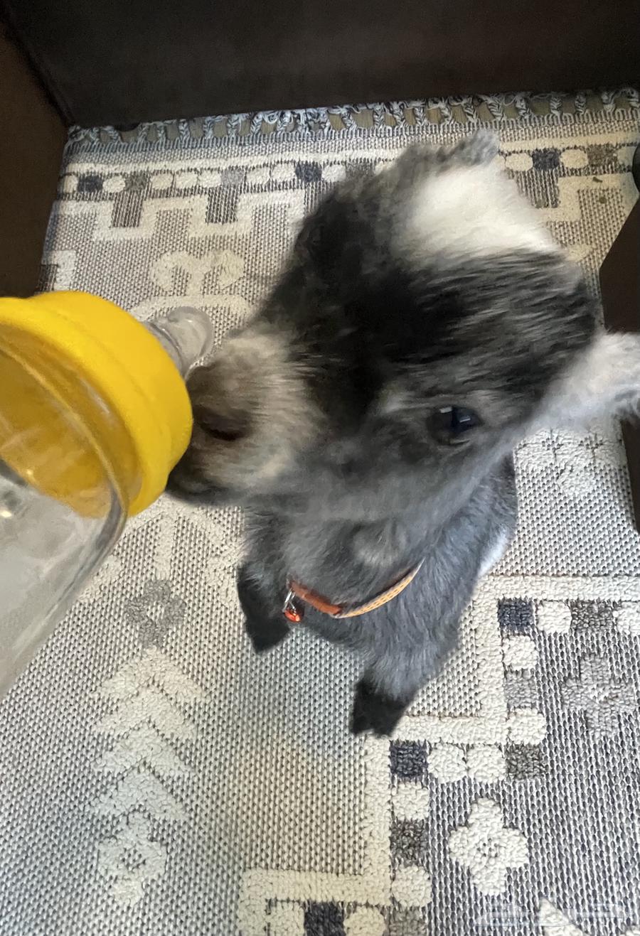 تيس قزم للبيع64371759453569112