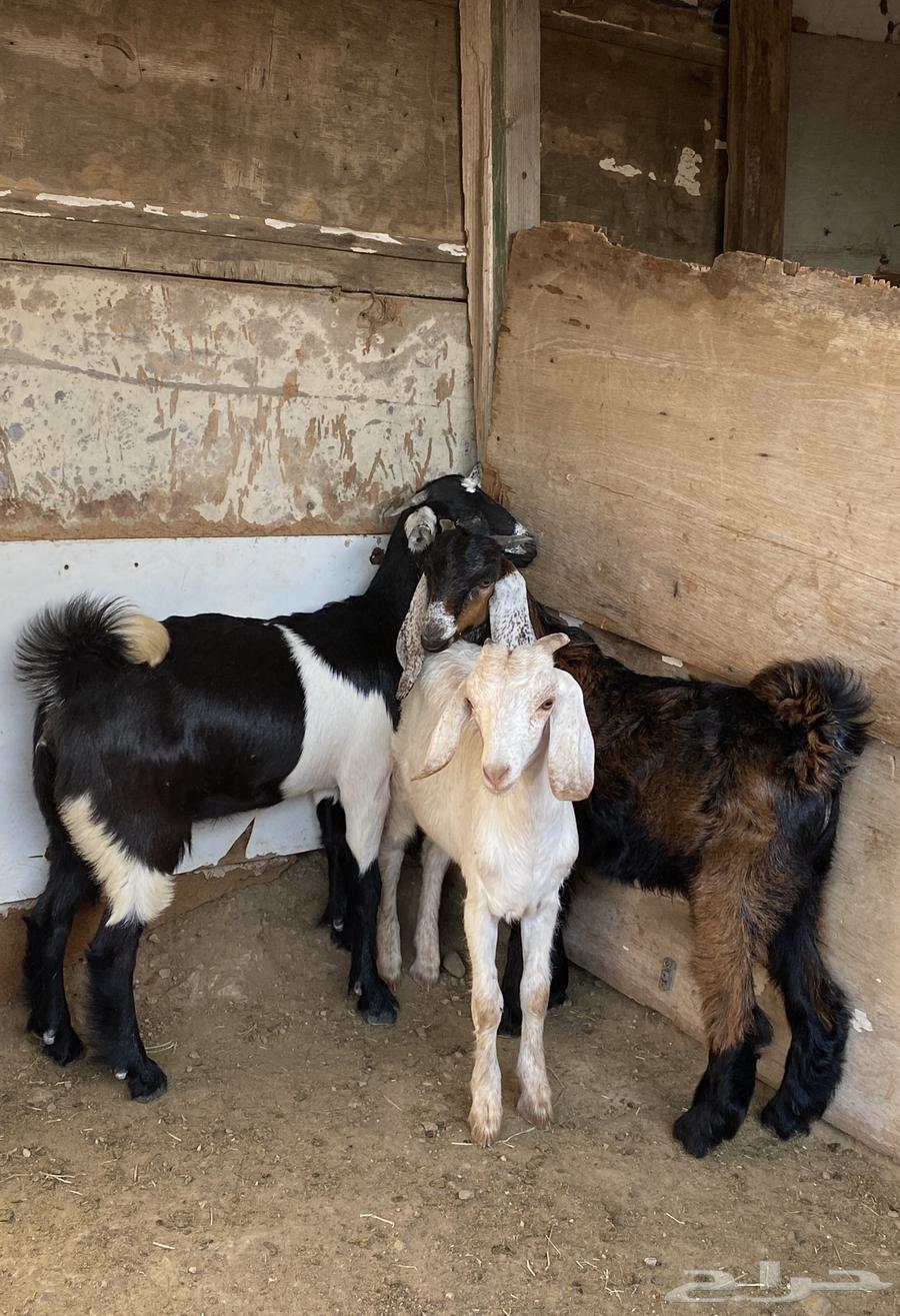 Goat breeding64369484369281114
