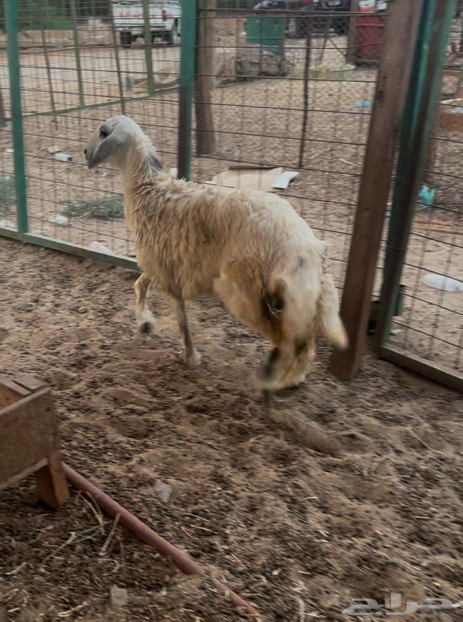 رخل حريه فل الفل ( تم البيع )64374993432451110