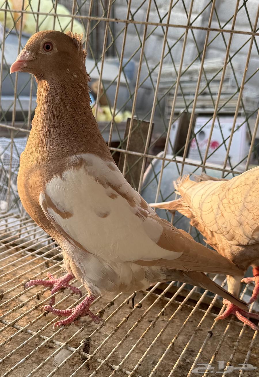 زاجل زينه64373935142529112