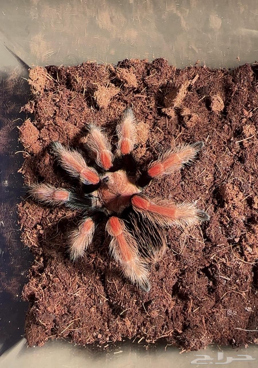 عنكبوت ترانتولا مكسيكية64373019561089112