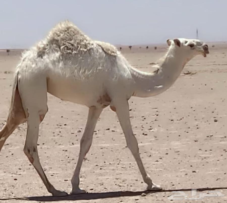 حواره بنت ولد عليان الحيسوني64376660170115110