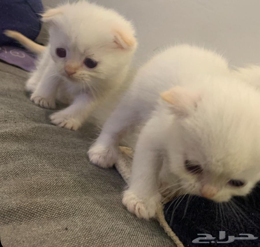 للبيع قطط كتن وكبار سكوتش64368747595649110