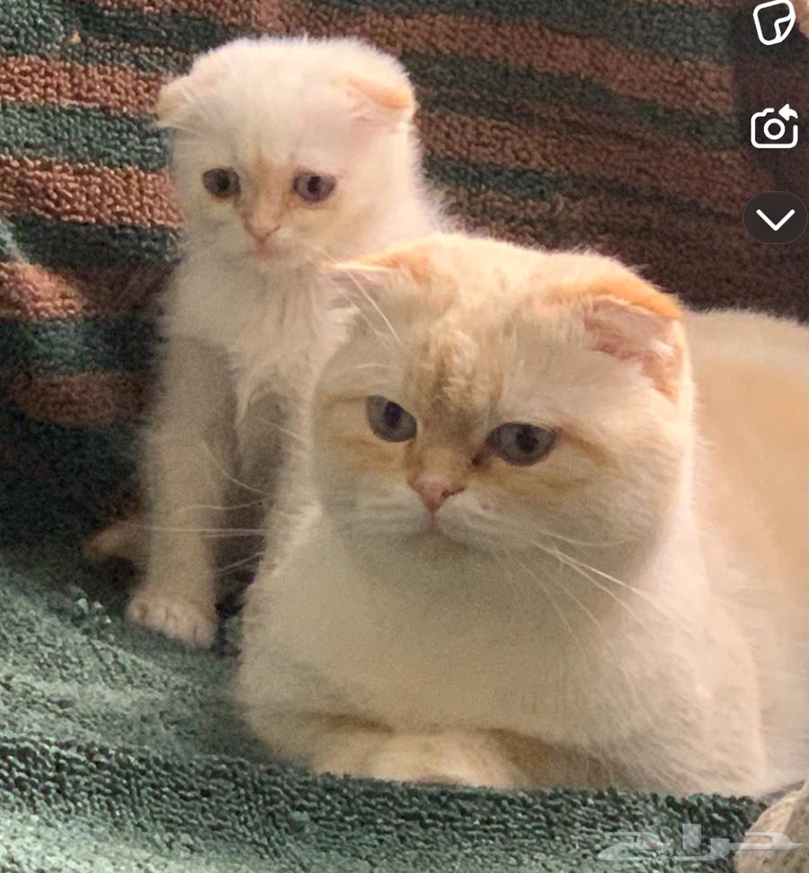 للبيع قطط كتن وكبار سكوتش64368747595649113