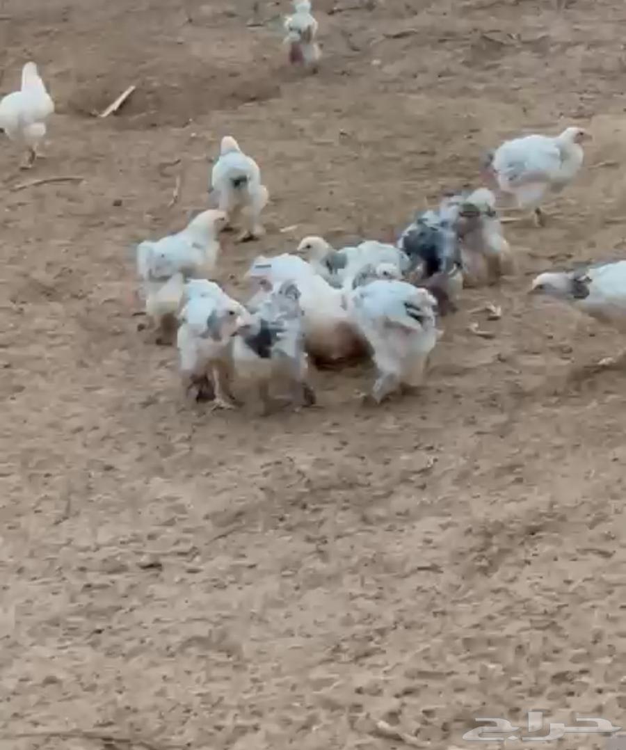 فروخ براهما للبيع64371555526530110