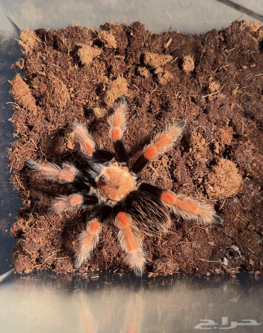 عنكبوت ترانتولا مكسيكية64373019561089111